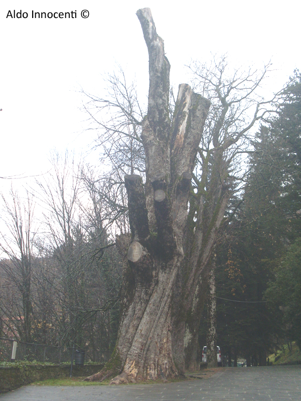 ACERO MONUMENTALE DI CUTIGLIANO: 7' IMMAGINE